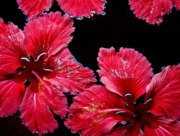 Pourquoi préparer et consommer souvent la tisane d’hibiscus ?